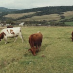 Obrázok: Šarišské Čierne